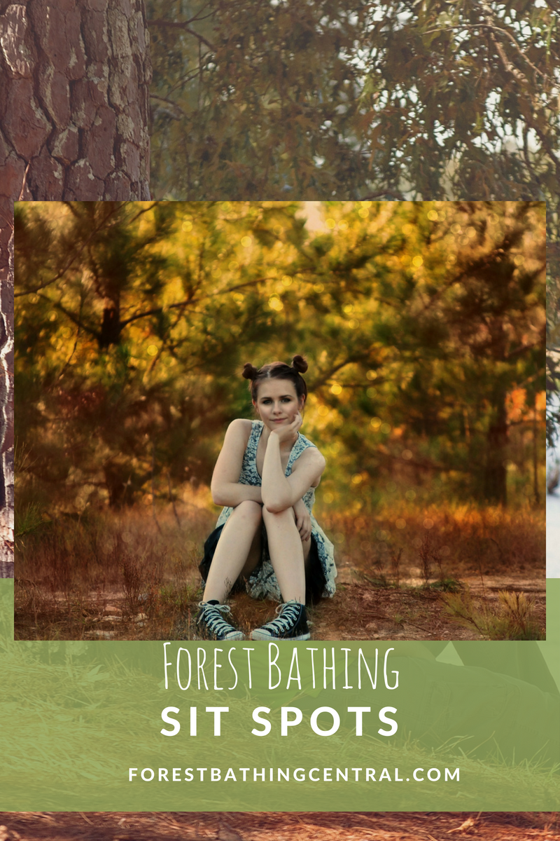 All about forest bathing sit spots - Forest Bathing Central