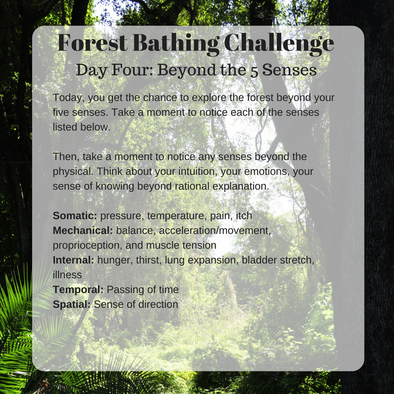 Free 5-Day Forest Bathing Challenge - Forest Bathing Central forest ...
