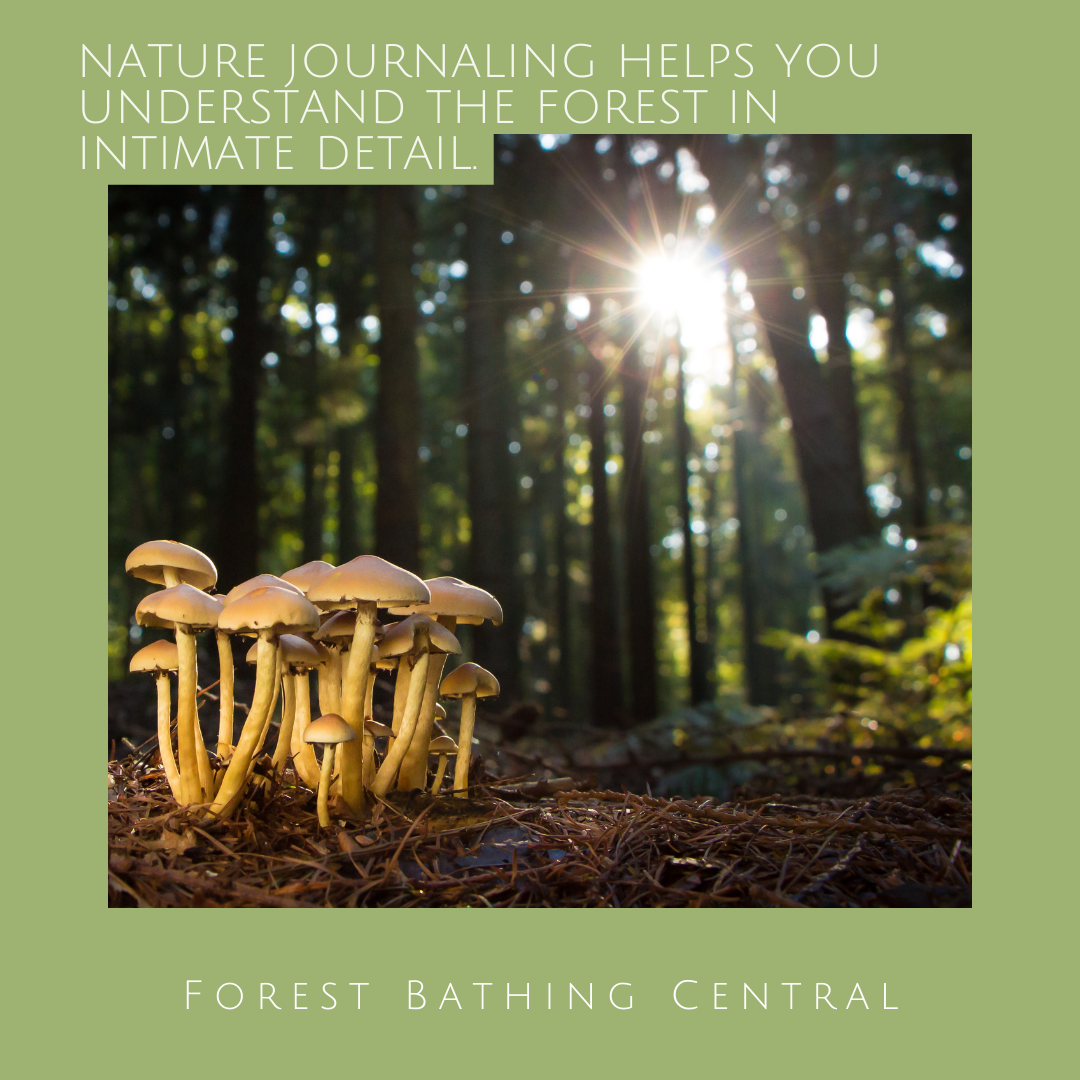 How Nature Journaling Amplifies Your Forest Bathing Experience - Forest ...